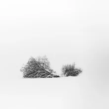Photo art by Florian Fahlenbock: serene winter landscape with snow and trees