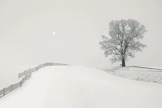 Photo art by Lena Weisbek: gentle hills covered in snow with a solitary tree