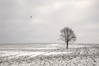Photo art by Lena Weisbek: winter landscape featuring a solitary tree