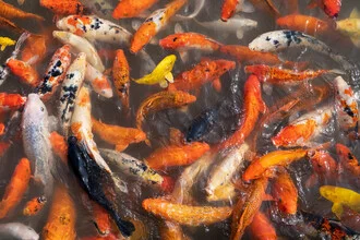 Photo art by AJ Schokora: colorful fish swimming in clear water