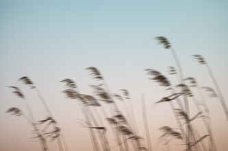 AJ Schokora, Reeds in the Wind
