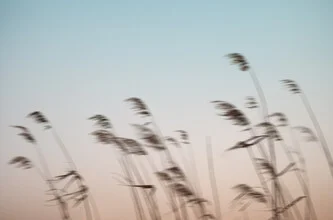 Photo art by AJ Schokora: gentle reeds swaying in the wind, evoking a sense of calm