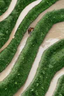 AJ Schokora, Horse