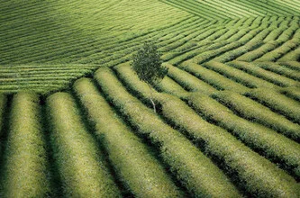Ein einzelner Baum in einem Tee-Feld, umgeben von frischem Gras und sanften Hügeln.