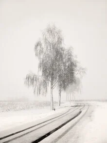 Snow-covered road flanked by birch trees, tranquil winter landscape by Lena Weisbek