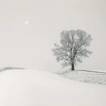Snow-covered hills with an oak tree, a calm winter landscape by Lena Weisbek.