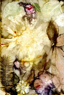 Photo art by Ulrike Kösterke: gentle plants surrounded by calm and beauty