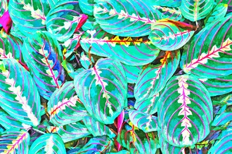 Illustration by Uma Gokhale: a colorful jungle landscape with vibrant plants and leaves