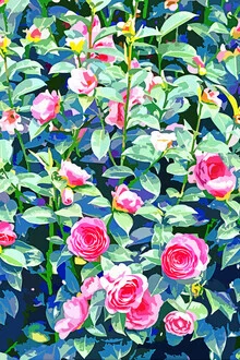 Illustration by Uma Gokhale: vibrant roses in a lively jungle setting.