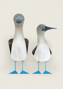 Dieter Braun, Blue Footed Boobies