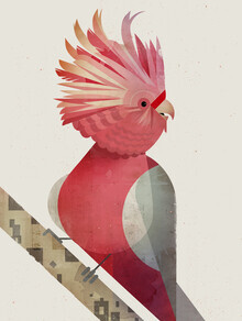 Dieter Braun, Galah Cockatoo