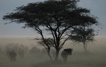 Dusk in the Serengeti: serene landscape with wildebeests in soft light