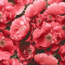 Wall art by Uma Gokhale: floral illustration with tropical flowers in soft pink tones