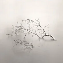 Photo art by Lena Weisbek: winter tree branches in ice