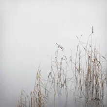 Wandbild von Lena Weisbek: ruhige Winterlandschaft mit See und Schilf.