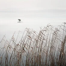 Flying bird over a calm lake, surrounded by soft grass.