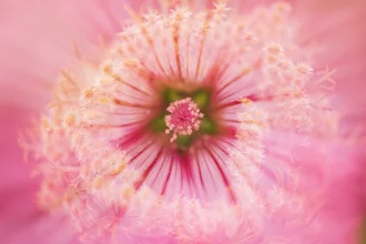 Photo art by Nadja Jacke: Mug mallow and wild carrot in soft colors