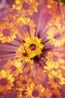 Photo art by Nadja Jacke: Mug mallow with sun hat, soft colors and harmonious composition.