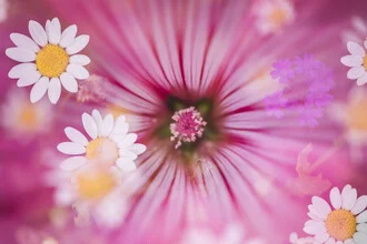Photo art by Nadja Jacke: Mug mallow with dwarf marguerite in soft colors