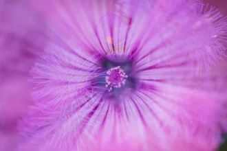 Photo art by Nadja Jacke: soft colors featuring mug mallow and dwarf marguerite.