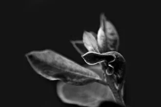 Photo art: close-up of a black and white flower from South Africa