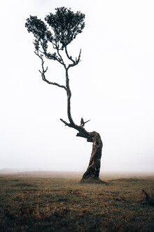 Sergej Antoni, Lonely Tree - Portugal, Europe)