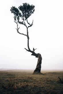 Lonely tree in a misty forest, creating a mysterious atmosphere.