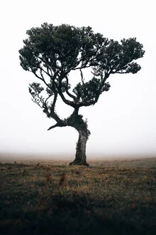 Photo art by Sergej Antoni: lonely tree in a foggy forest with a mysterious ambiance