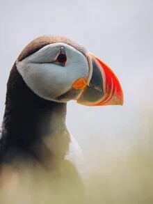 Fotokunst von André Alexander: Papageientaucher auf einer Klippe in Island