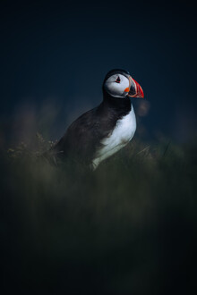 André Alexander, Icelandic puffin (Germany, Europe)