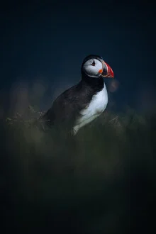 Fotokunst von André Alexander: Papageientaucher auf einer Klippe in Island.