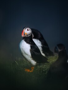 André Alexander, Icelandic puffin III (Iceland, Europe)