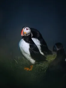 Fotokunst von André Alexander: bunter Papageientaucher auf einer Klippe in Island