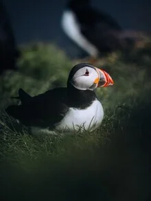 Bilder eines Papageientauchers auf der Klippe im sanften Licht Islands
