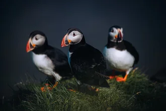Fotokunst von André Alexander: Papageientaucher auf einer Klippe in Island