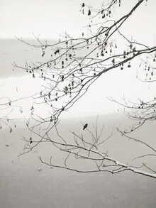 Photo art by Lena Weisbek: bird on a frozen pond in winter