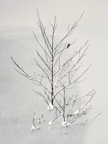 Photo art by Lena Weisbek: lonely bird perched on a snow-covered branch
