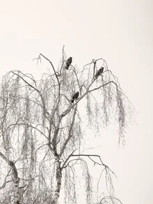 Photo art by Lena Weisbek: poetic trio of birds on delicate twigs.