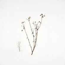 Delicate twigs in snow, conveying a calm winter atmosphere.