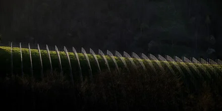 Photo art by Klaus Bernhard: gentle evening light over a vineyard.