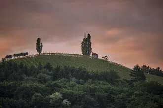 Photo art by Klaus Bernhard: soft sunrise over a vineyard in Austria