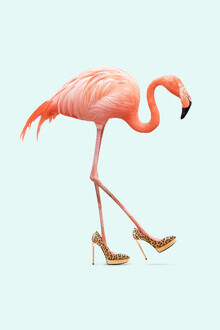 Jonas Loose, Fancy Flamingo