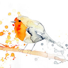 Marta Casals Juanola, Robin bird (Spain, Europe)