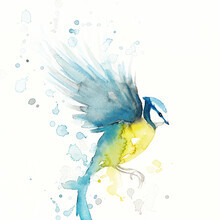 Marta Casals Juanola, Blue bird (Spain, Europe)