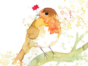 Marta Casals Juanola, Robin with poppy (Spain, Europe)