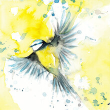 Marta Casals Juanola, Flying bird (Spain, Europe)