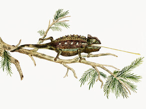 Vintage Nature Graphics, Robert Jacob Gordon: Chamaeleo namaquensis Namaqua-Chamäleon (Deutschland, Europa)