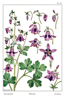 Vintage Nature Graphics, Maurice Pillard Verneuil: Iris (Frankreich, Europa)