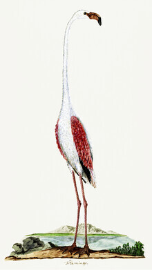 Vintage Nature Graphics, Phoenicopterus ruber roseus Rosaflamingo von Robert Jacob Gordon (Großbritannien, Europa)