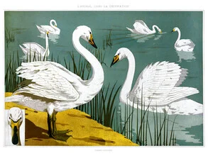 Wall art featuring a swan in calm water, soft colors, and a vintage style.